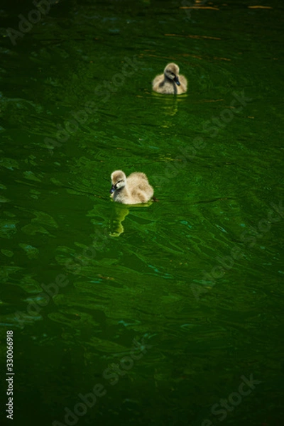 Obraz Black Swan babies