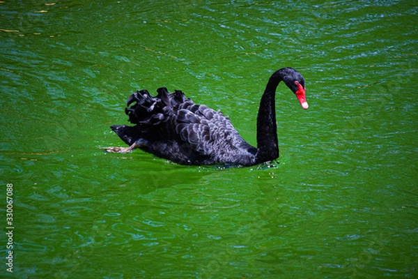 Obraz Black swan on water