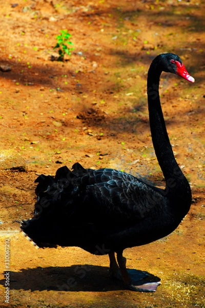 Obraz Black swan