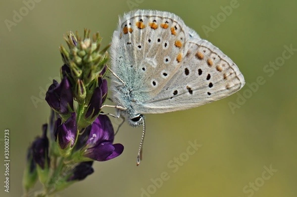 Fototapeta Nokta Nokta