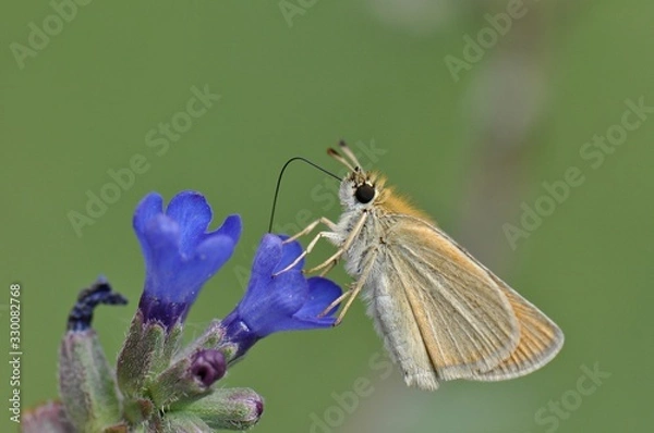 Obraz Sarı Zıp Zıp