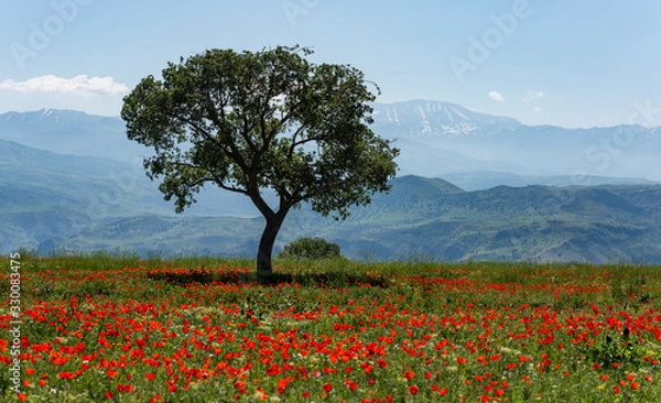 Obraz Tree in Poppy Field Iran
