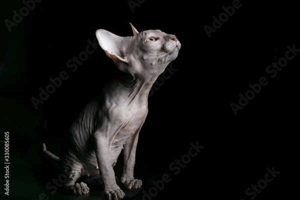 Fototapeta Sphynx kitten. Beautiful bald cat on a dark background. An unusual animal of a rare breed.