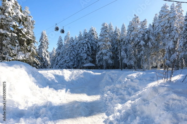 Obraz winter mountain landscape with trees and snow