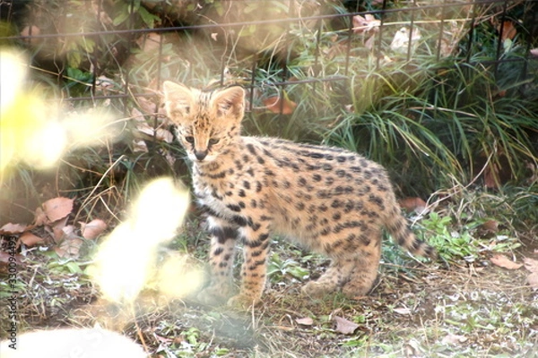 Obraz サーバルキャットの赤ちゃん