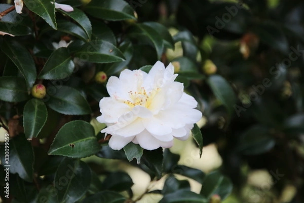 Obraz 白い山茶花