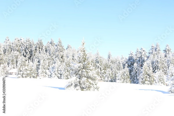 Obraz snow covered trees