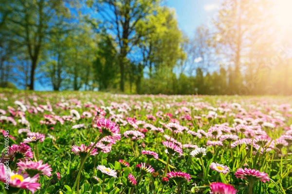 Fototapeta Meadow with lots of white and pink spring daisy flowers in sunny day