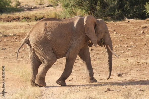 Fototapeta Elephant under Sun Walking towards Shade