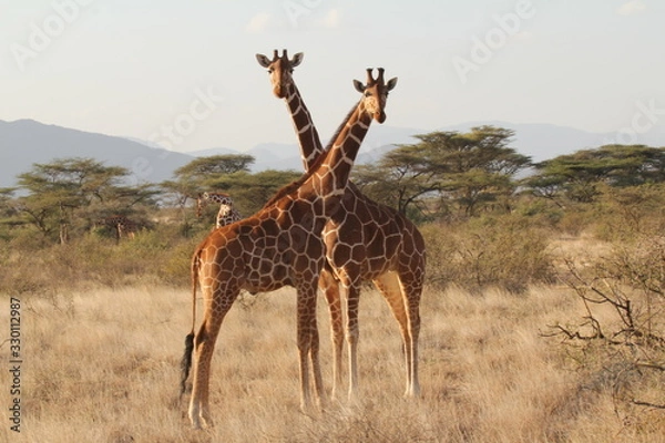 Obraz Two Standing Giraffes Neck to Neck