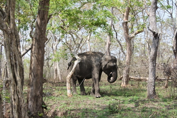Obraz Elephant in Forest Grazing Alone