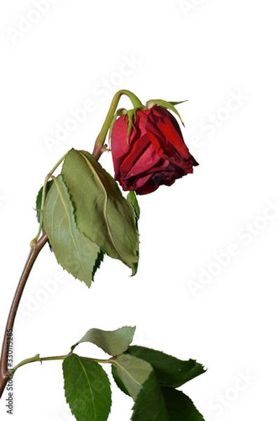 Obraz Withered rose on the white background