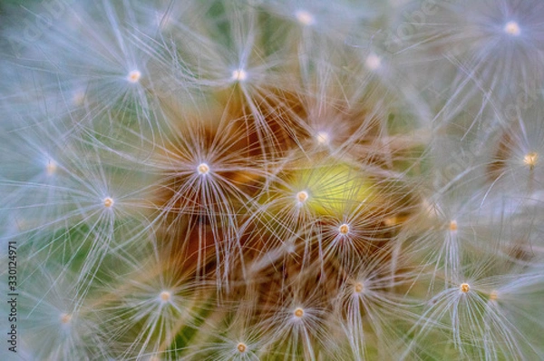 Obraz タンポポ拡大