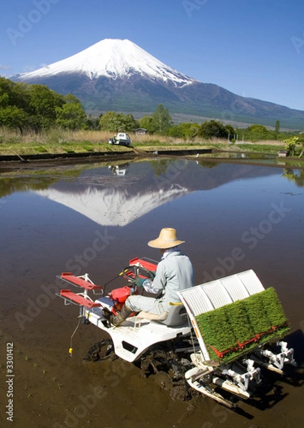 Fototapeta the rice planter