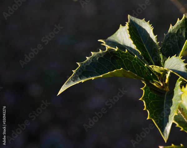 Obraz Beautiful green tree twig