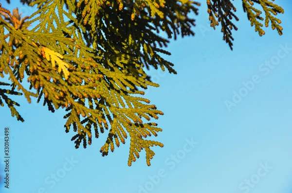 Obraz Beautiful green tree twig