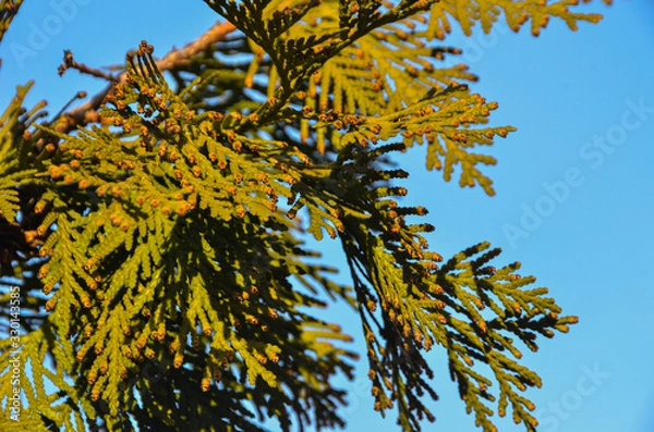 Obraz Beautiful green tree twig