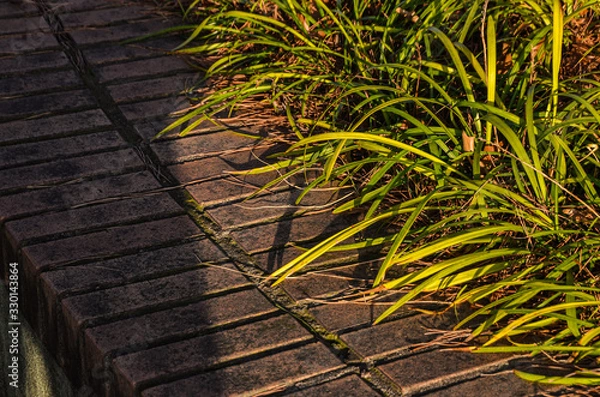 Obraz Beautiful green grass in early summer