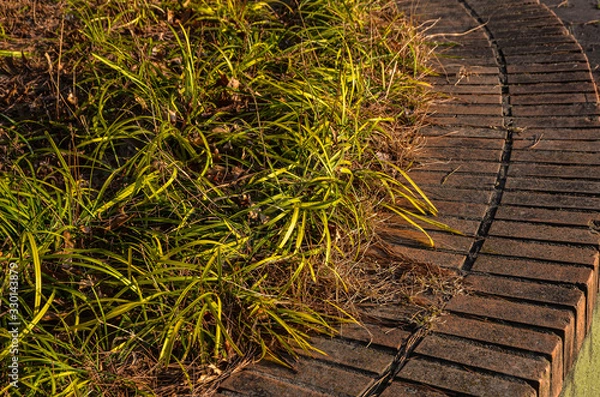 Fototapeta Beautiful green grass in early summer
