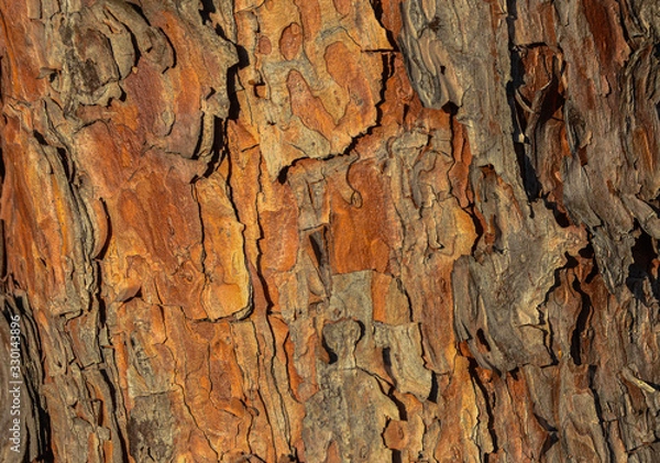 Obraz Beautiful tree bark