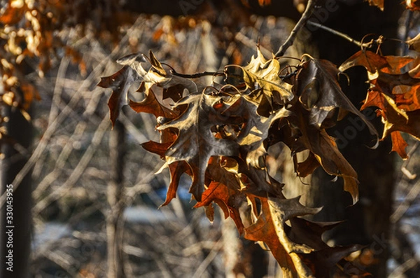 Obraz Bright Orange Leaves in South Korea Park