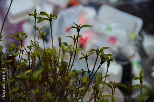 Fototapeta Green plant on a background of garbage.
