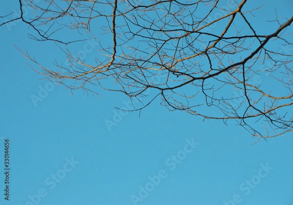 Fototapeta Beautiful blue sky and tree branches