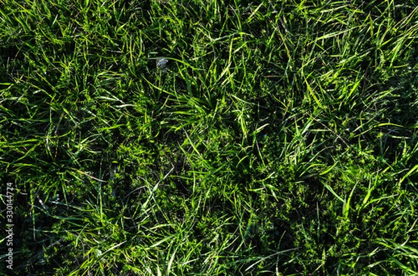 Obraz Beautiful green grass
