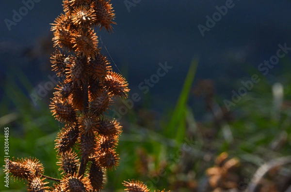 Obraz Beautiful dry plant