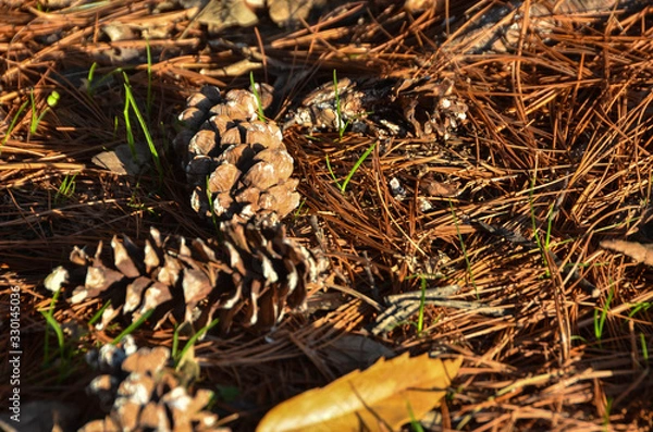 Obraz Dry needles of a tree and pine cones