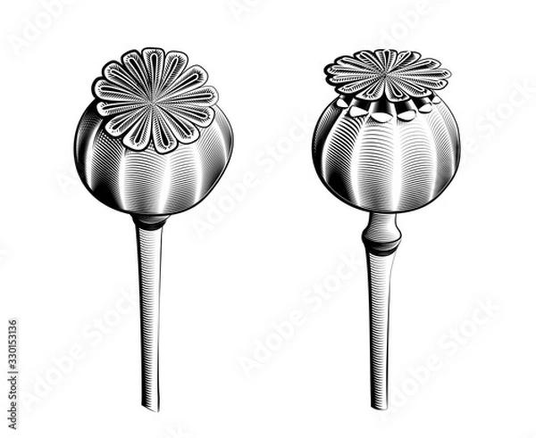 Obraz Poppy heads