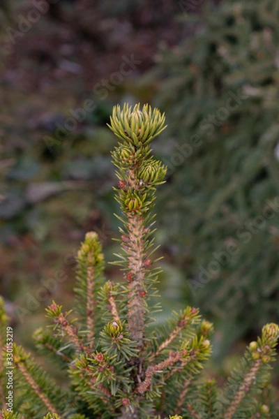 Fototapeta a young long bright green sprout of a common pine wood at the beginning of spring