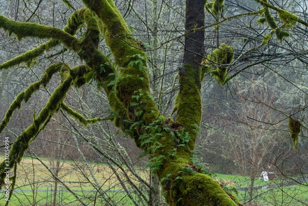 Fototapeta Selective focus on moss-covered tree branches in the forest at Rasar State park in Washington