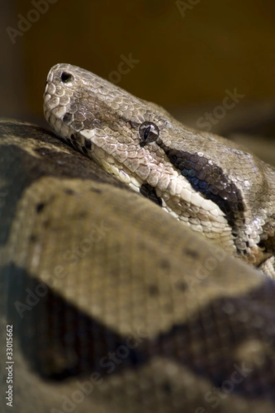 Obraz Boa constrictor imperator