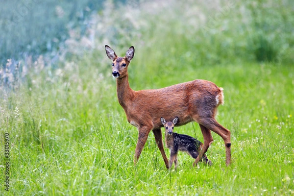 Fototapeta łania z bardzo młodym jelonkiem Capreolus capreolus