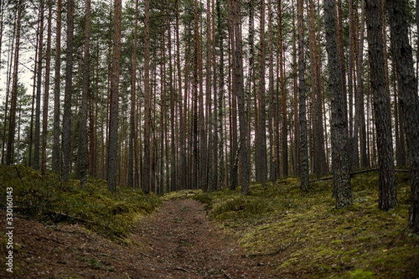 Fototapeta empty winter forest in winter with no snow and no tree leaves. park walkway