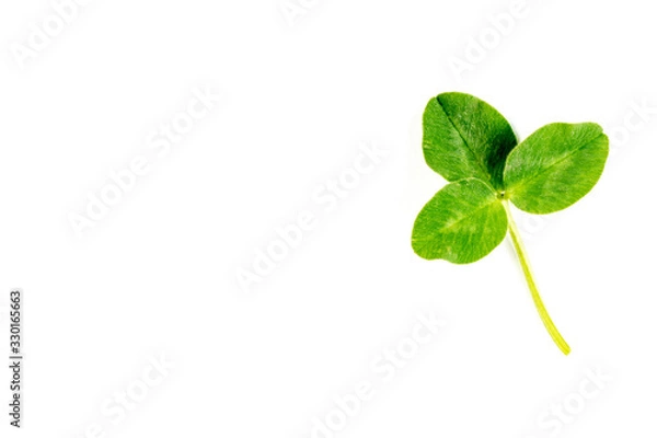 Obraz Clover leaf closeup on real clover leaf.