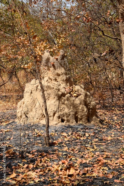 Fototapeta Termite mound (Senegal, Saloum Delta)