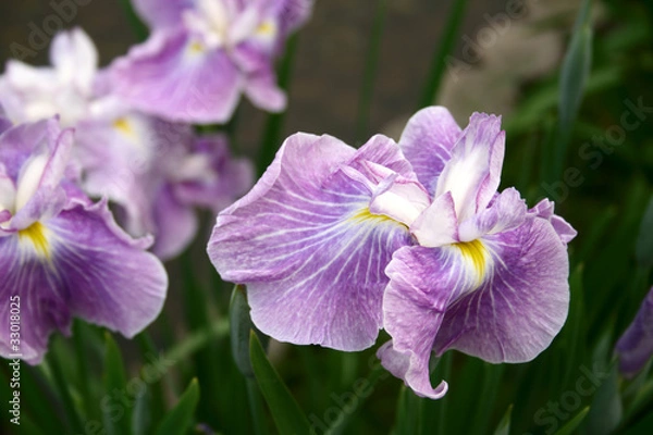 Fototapeta ハナショウブ