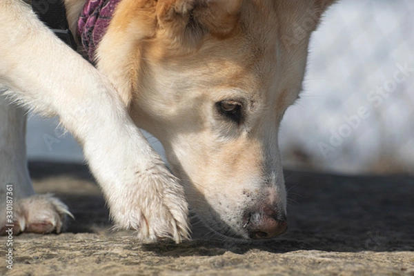 Obraz dog sniffing