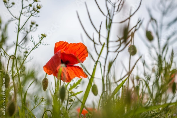 Obraz Klatschmohn