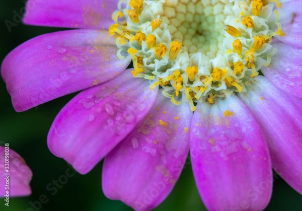 Obraz pink flower background