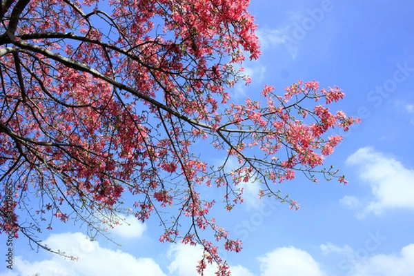 Fototapeta Tree with flowers in front of  blue sky