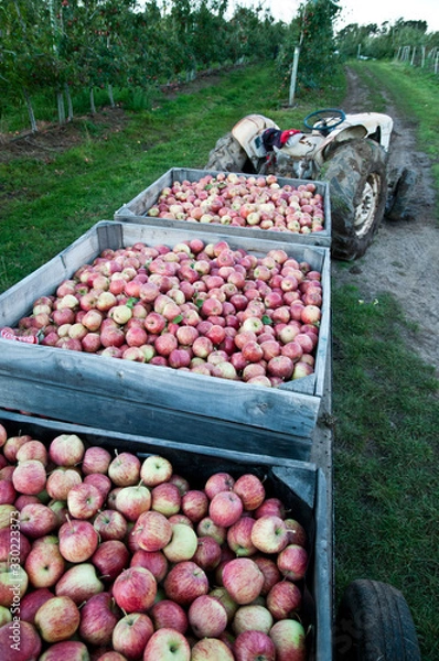 Fototapeta Apples 3