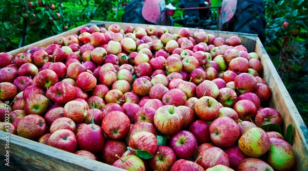 Fototapeta Apples 1