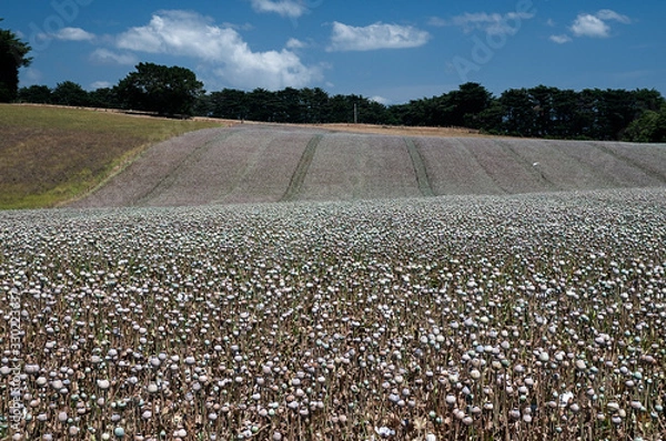 Fototapeta Field of poppies 1