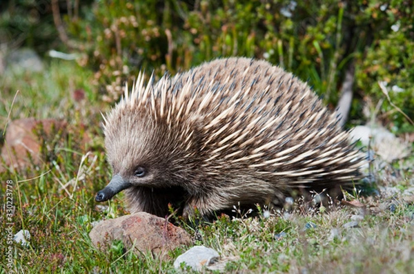 Fototapeta Tasmanian echidna