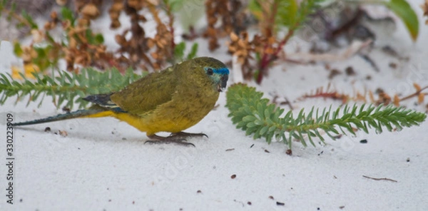 Fototapeta Rock parrot