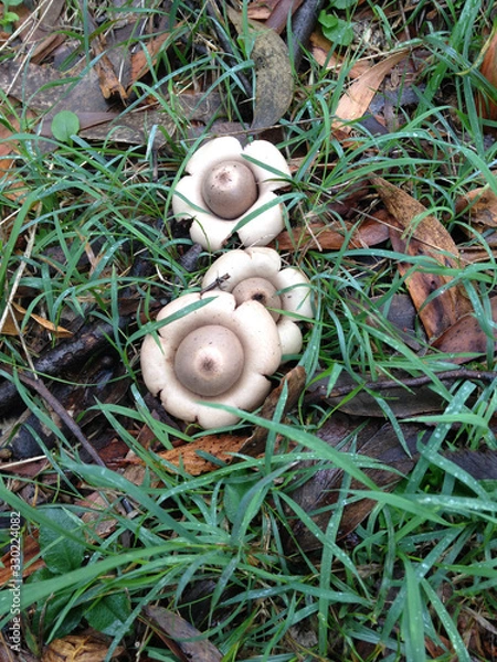 Fototapeta Earth star