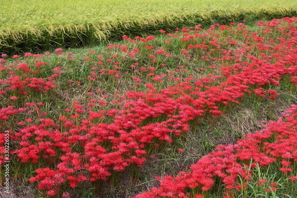 Fototapeta 土手の彼岸花